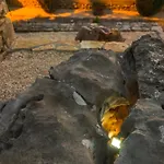 فيلة Gabriel *